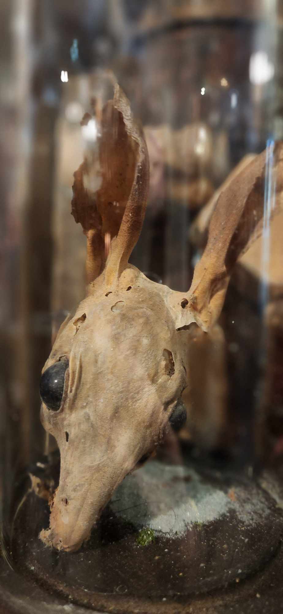 Taxidermie tête de lapin