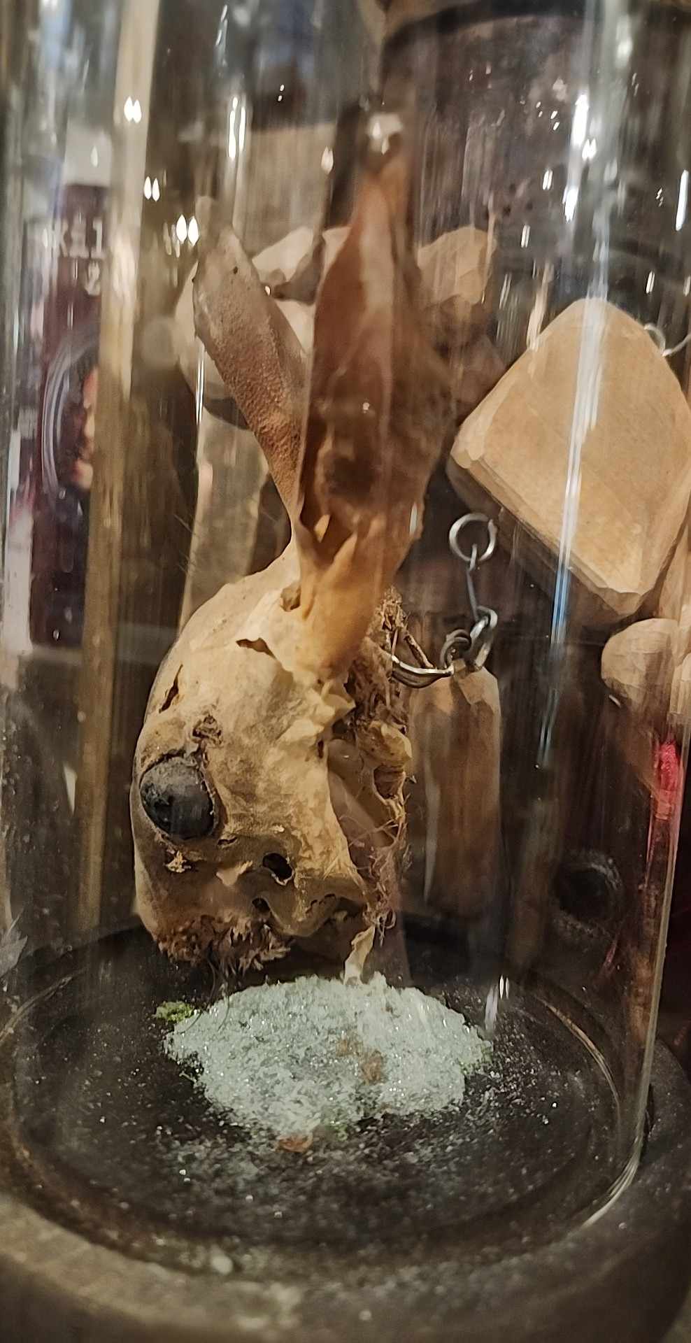 Taxidermie tête de lapin