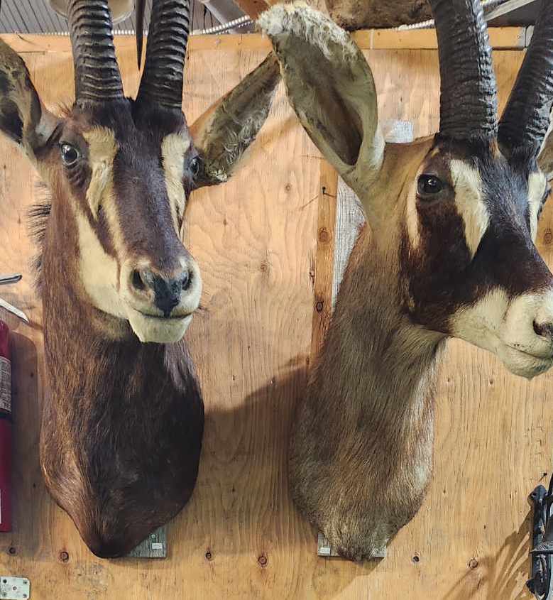 Taxidermies têtes d'antilopes.