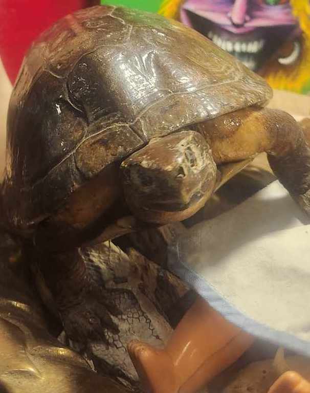 Tortue empaillée