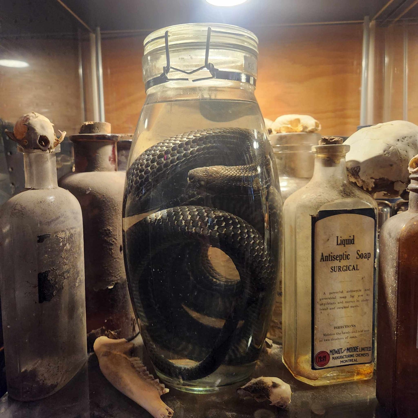 Wet Specimen Serpent dans une jarre.