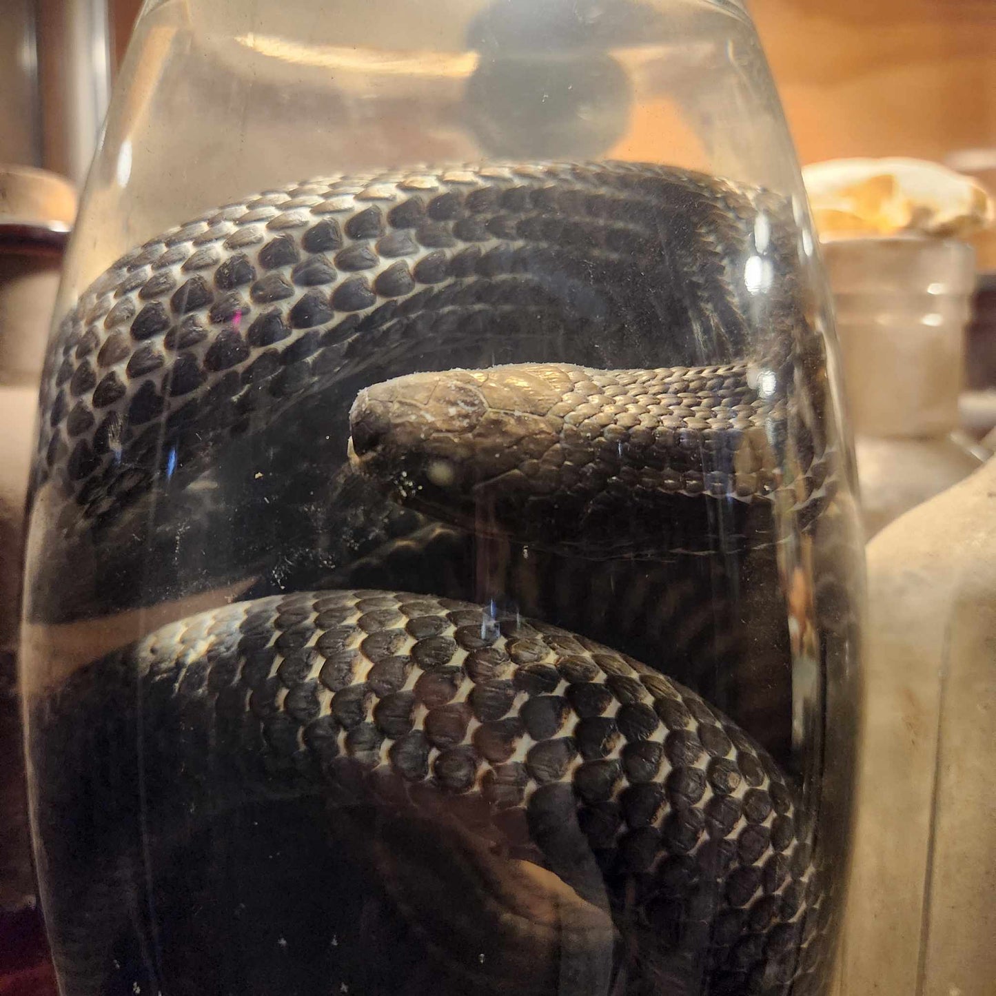 Wet Specimen Serpent dans une jarre.