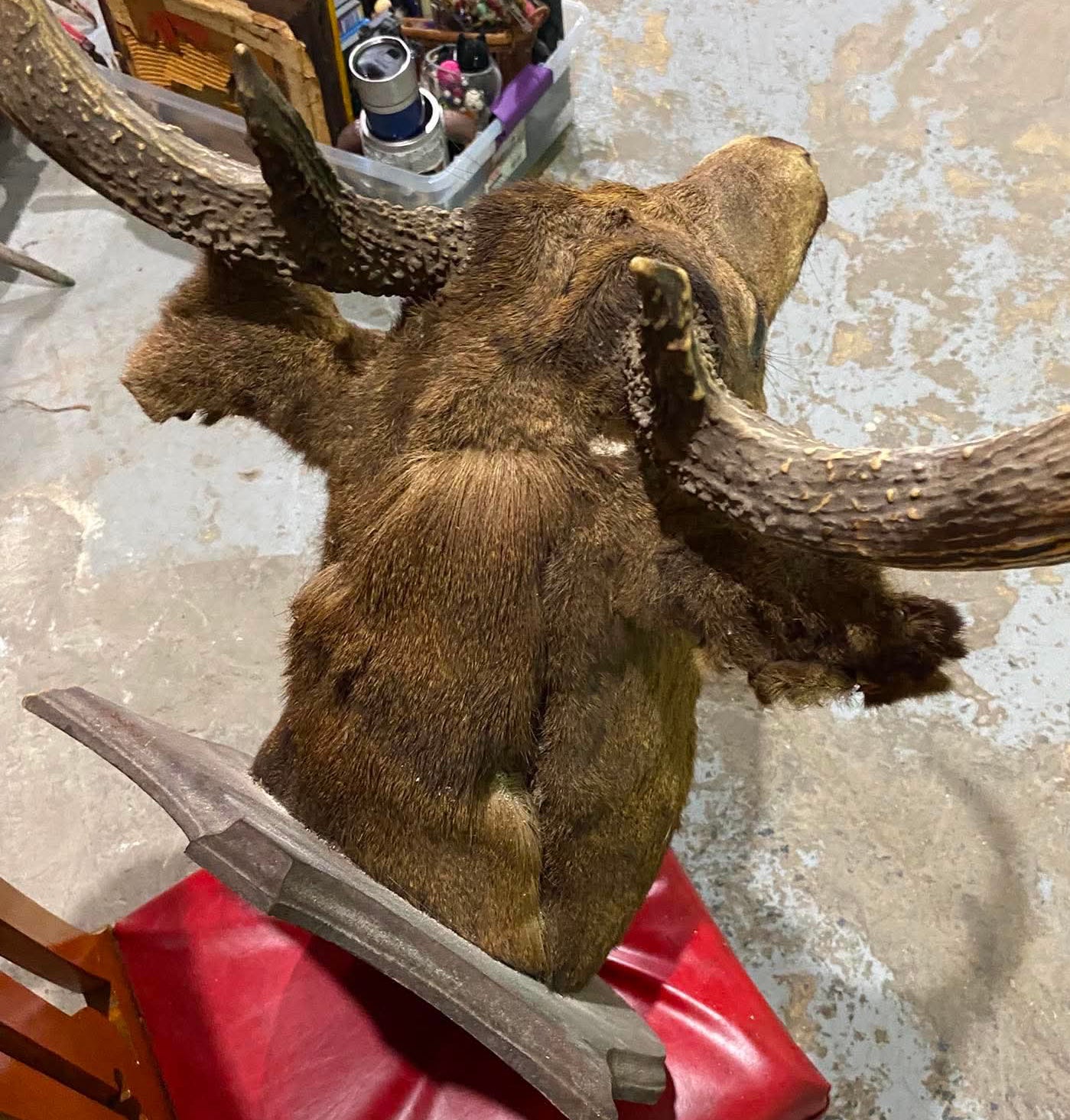 Taxidermie tête de chevreuil vintage