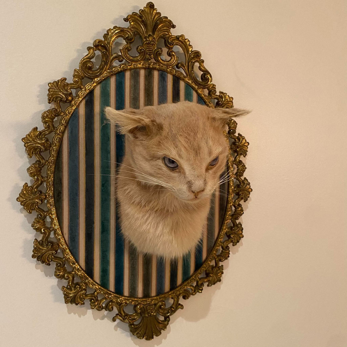 Taxidermie vintage tête de chat encadrée