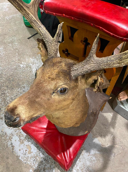 Taxidermie tête de chevreuil vintage