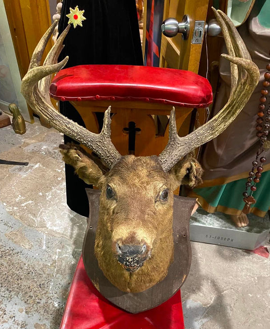 Taxidermie tête de chevreuil vintage