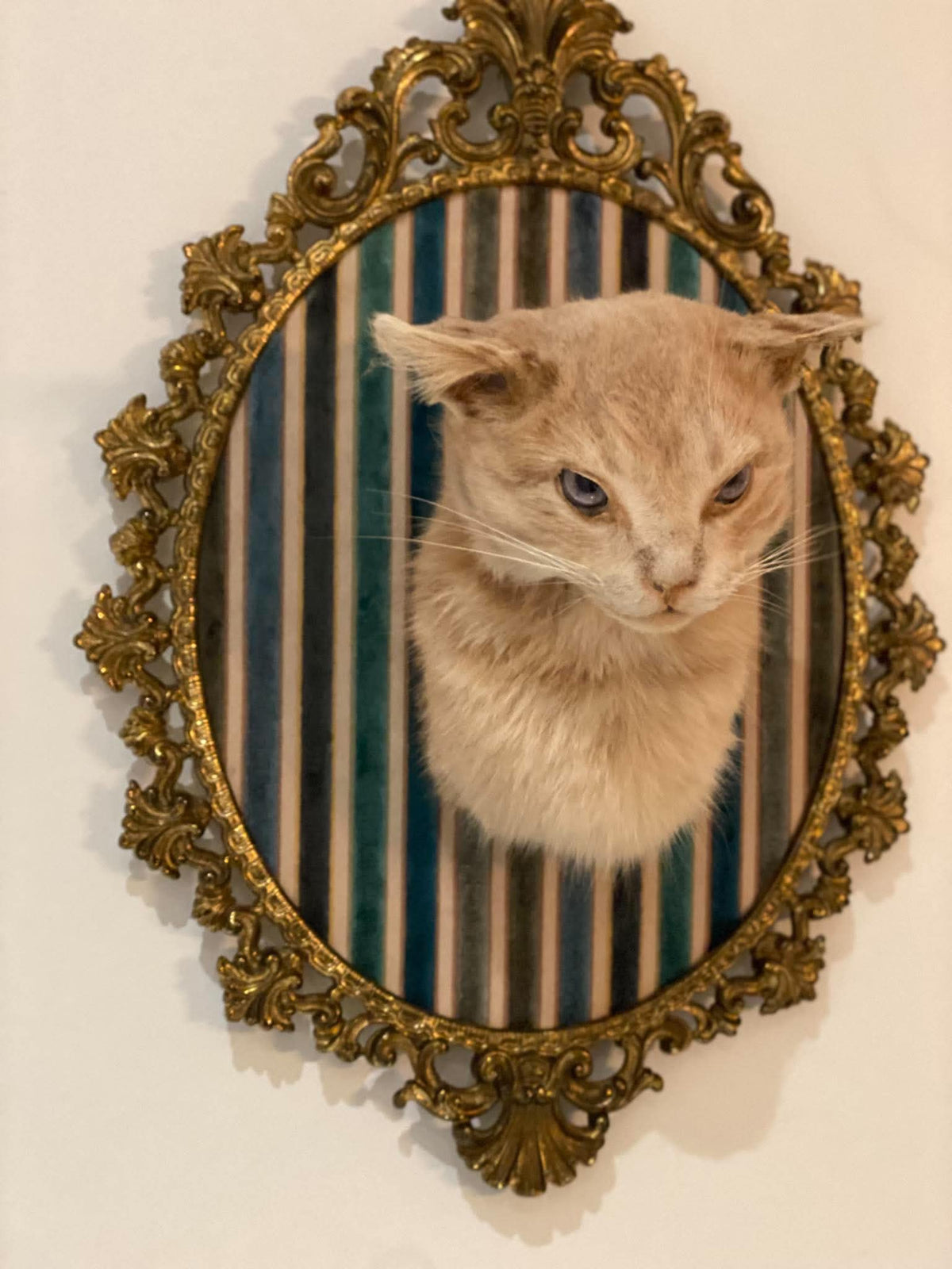 Taxidermie vintage tête de chat encadrée