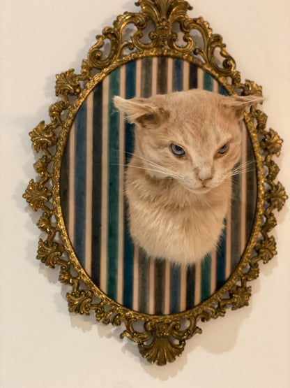 Taxidermie vintage tête de chat encadrée