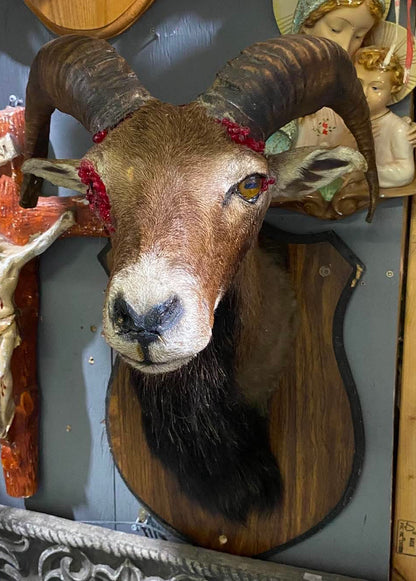 Sculpture taxidermie chèvre des montagnes