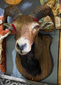 Sculpture taxidermie chèvre des montagnes