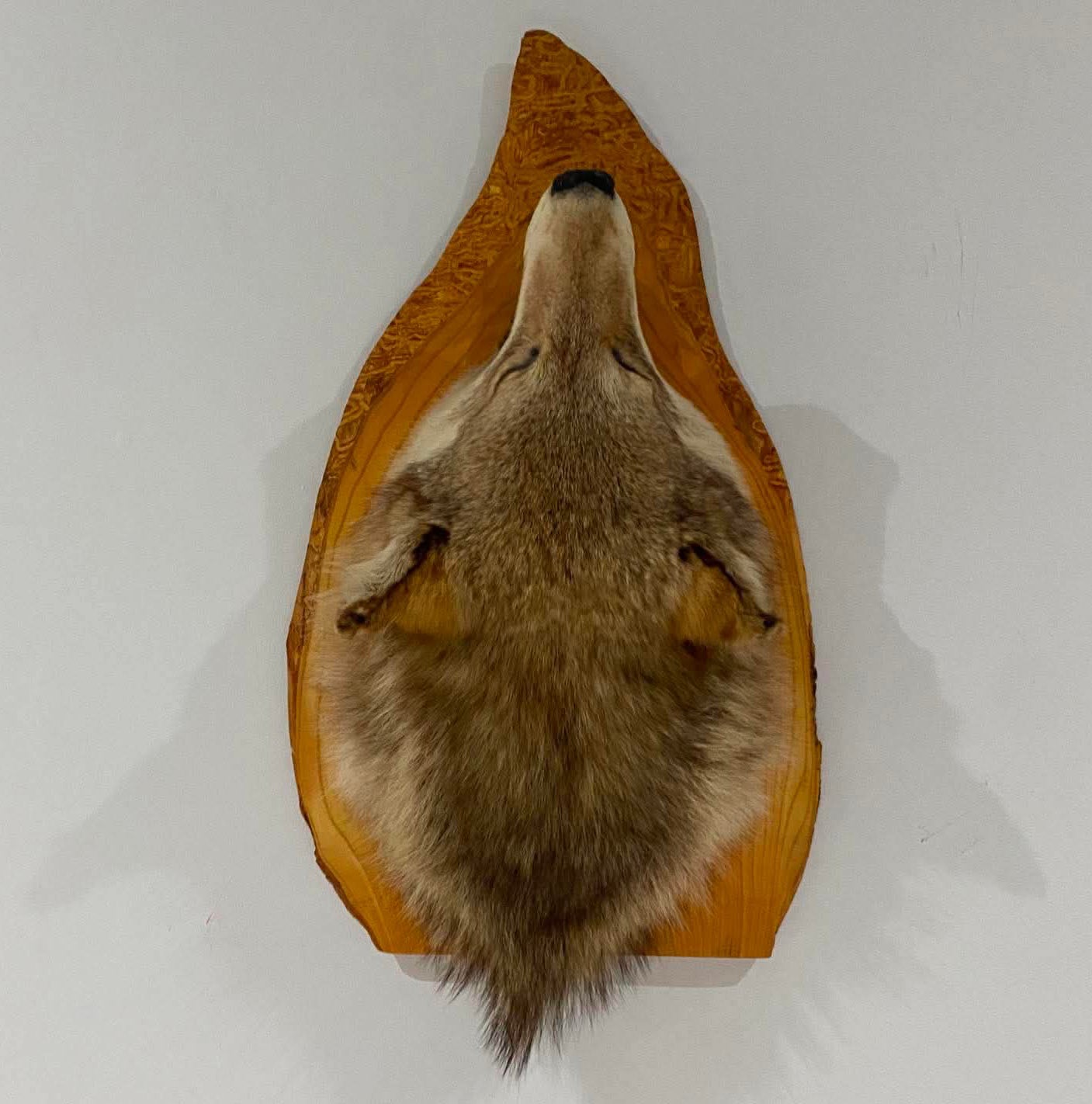 Taxidermie tête de loup sur socle de bois