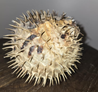 Taxidermie vintage poisson bouffant