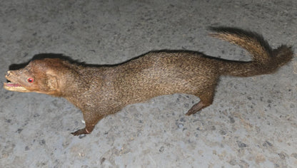 Taxidermie Furet naturalisé