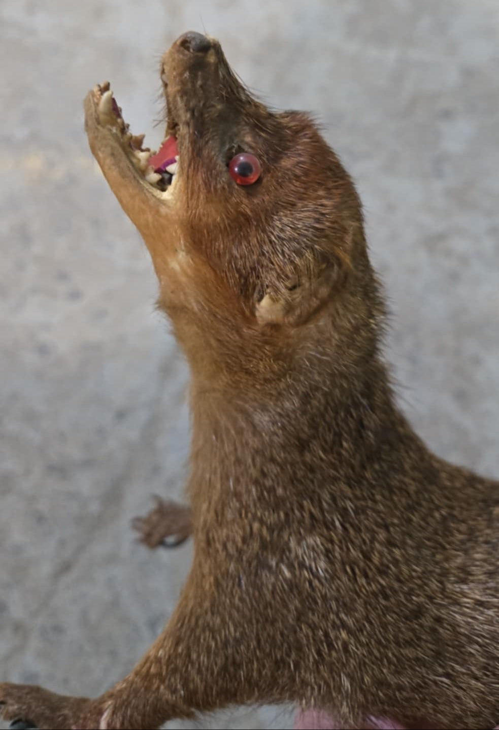 Taxidermie Furet naturalisé
