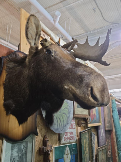 Taxidermie tête d'orignal
