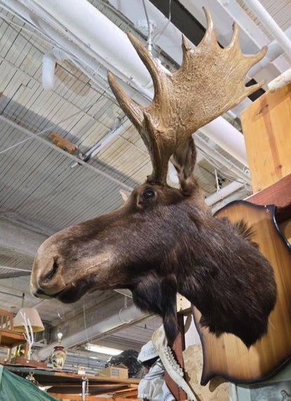 Taxidermie tête d'orignal