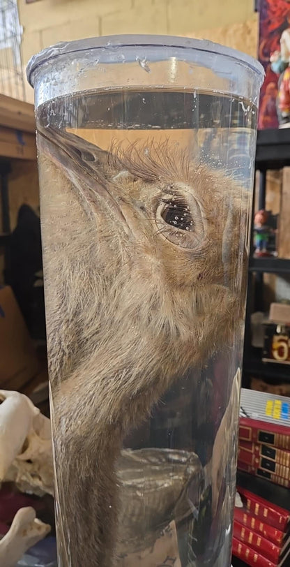 Tête et cou d'autruche dans le formol - wet specimen.