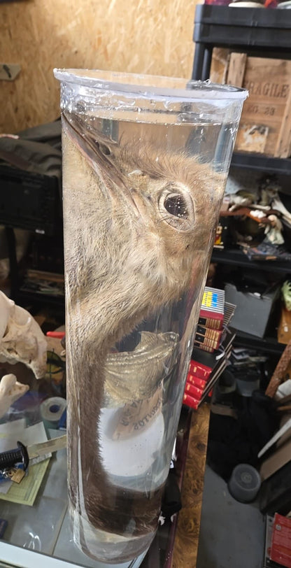 Tête et cou d'autruche dans le formol - wet specimen.
