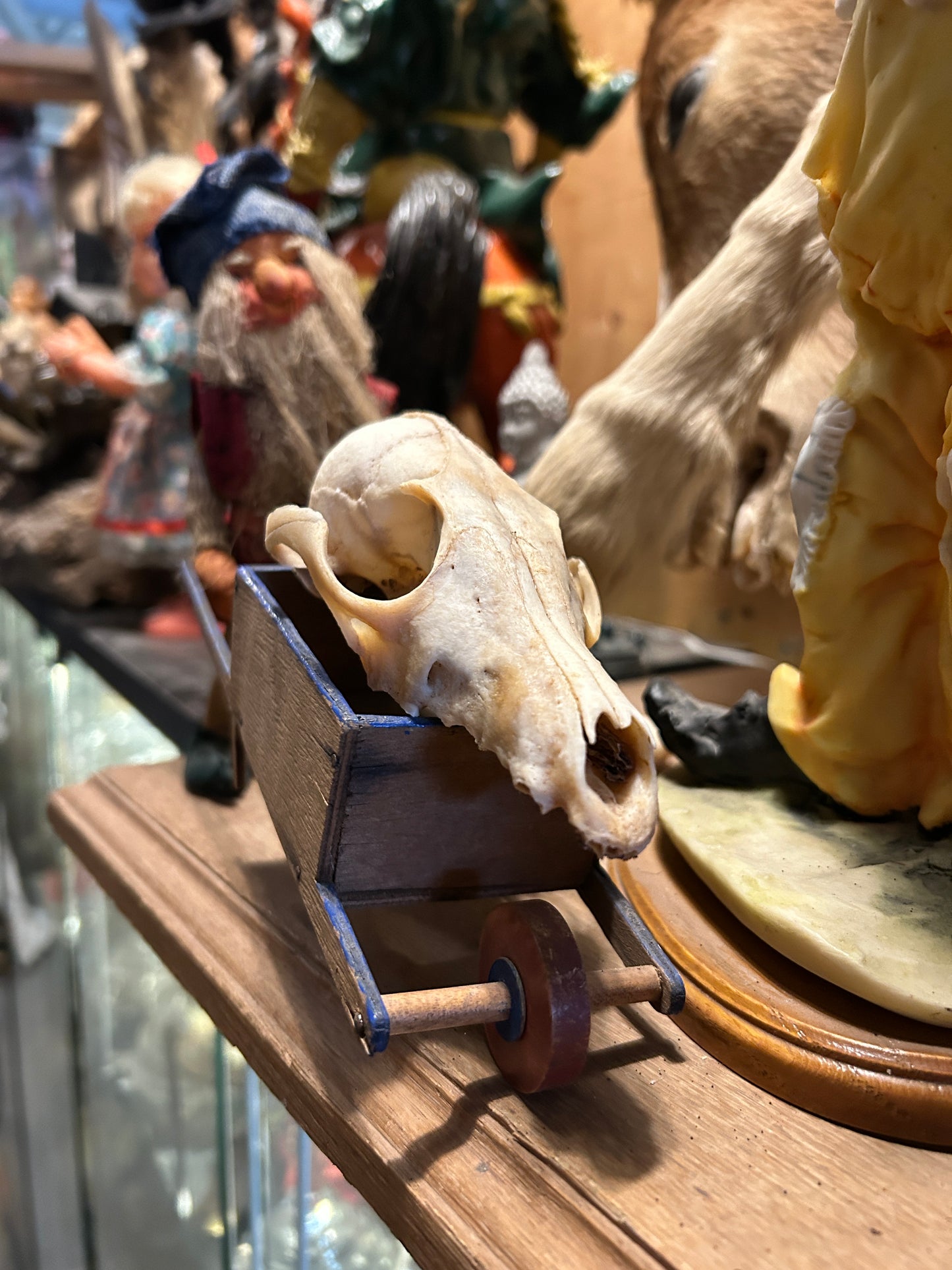 Gnome transportant un crâne de renard