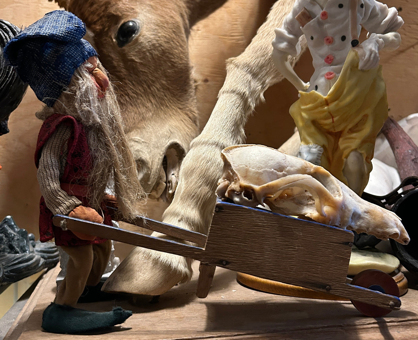 Gnome transportant un crâne de renard