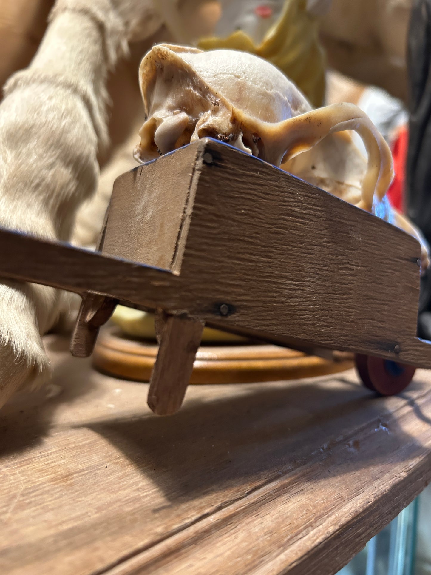 Gnome transportant un crâne de renard