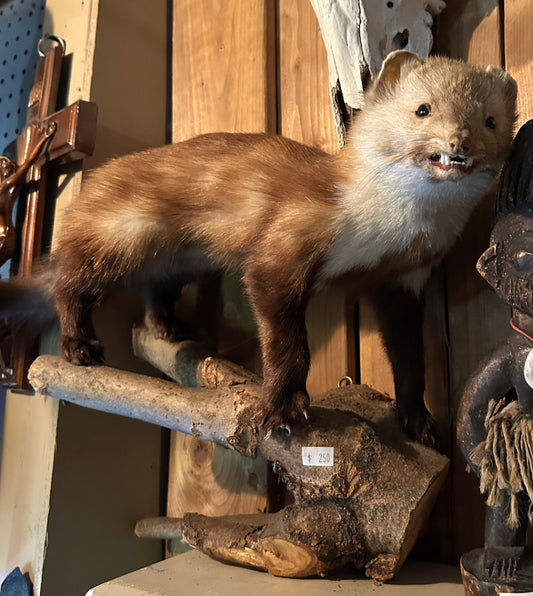 Taxidermie Fouine / belette sur bûche de bois