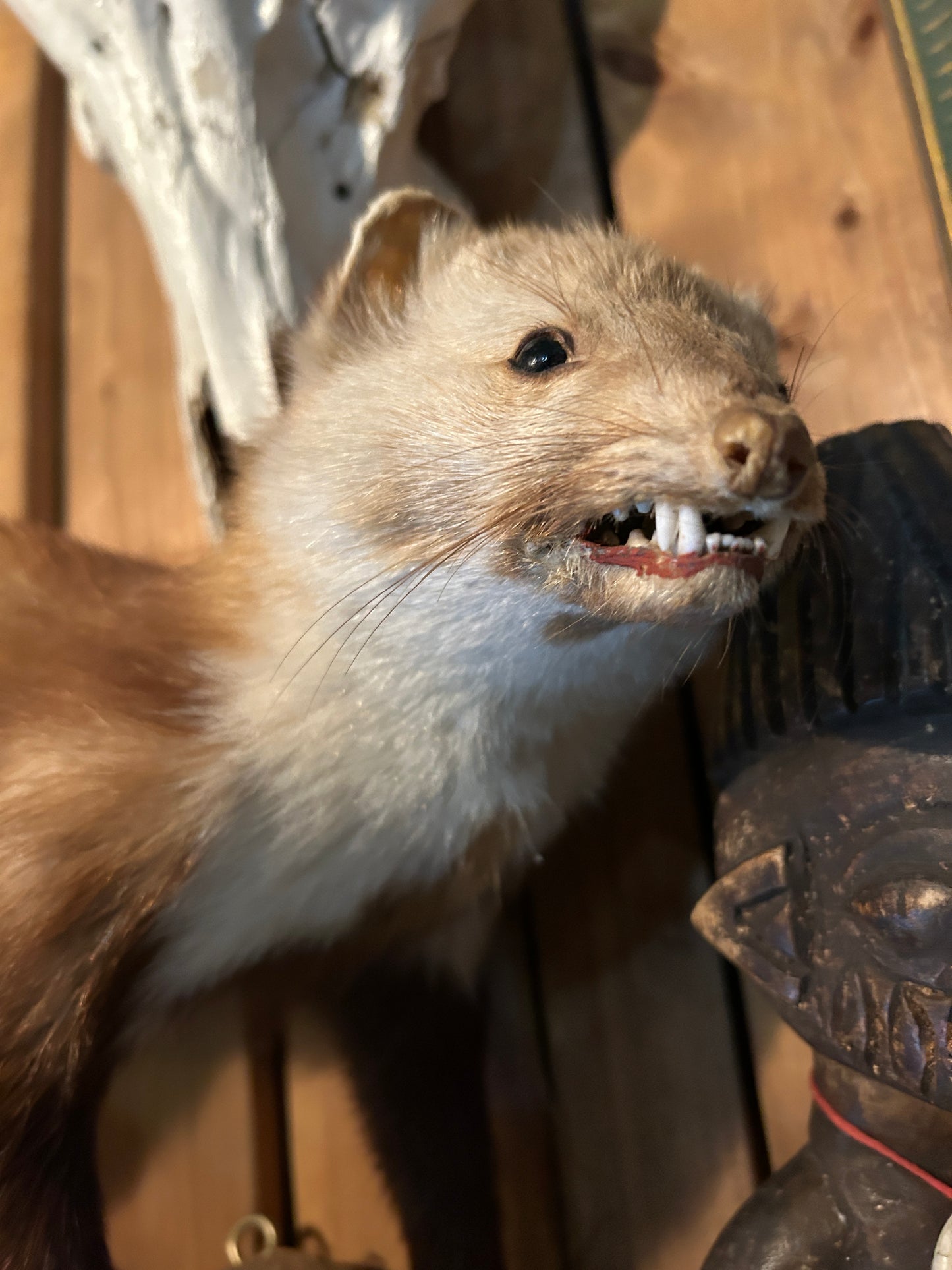 Taxidermie Fouine / belette sur bûche de bois