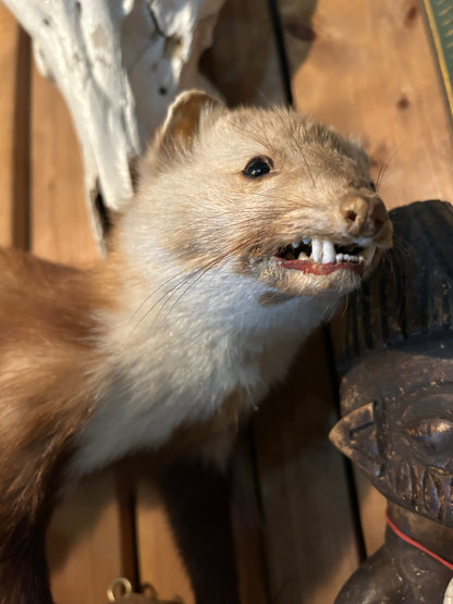 Taxidermie Fouine / belette sur bûche de bois