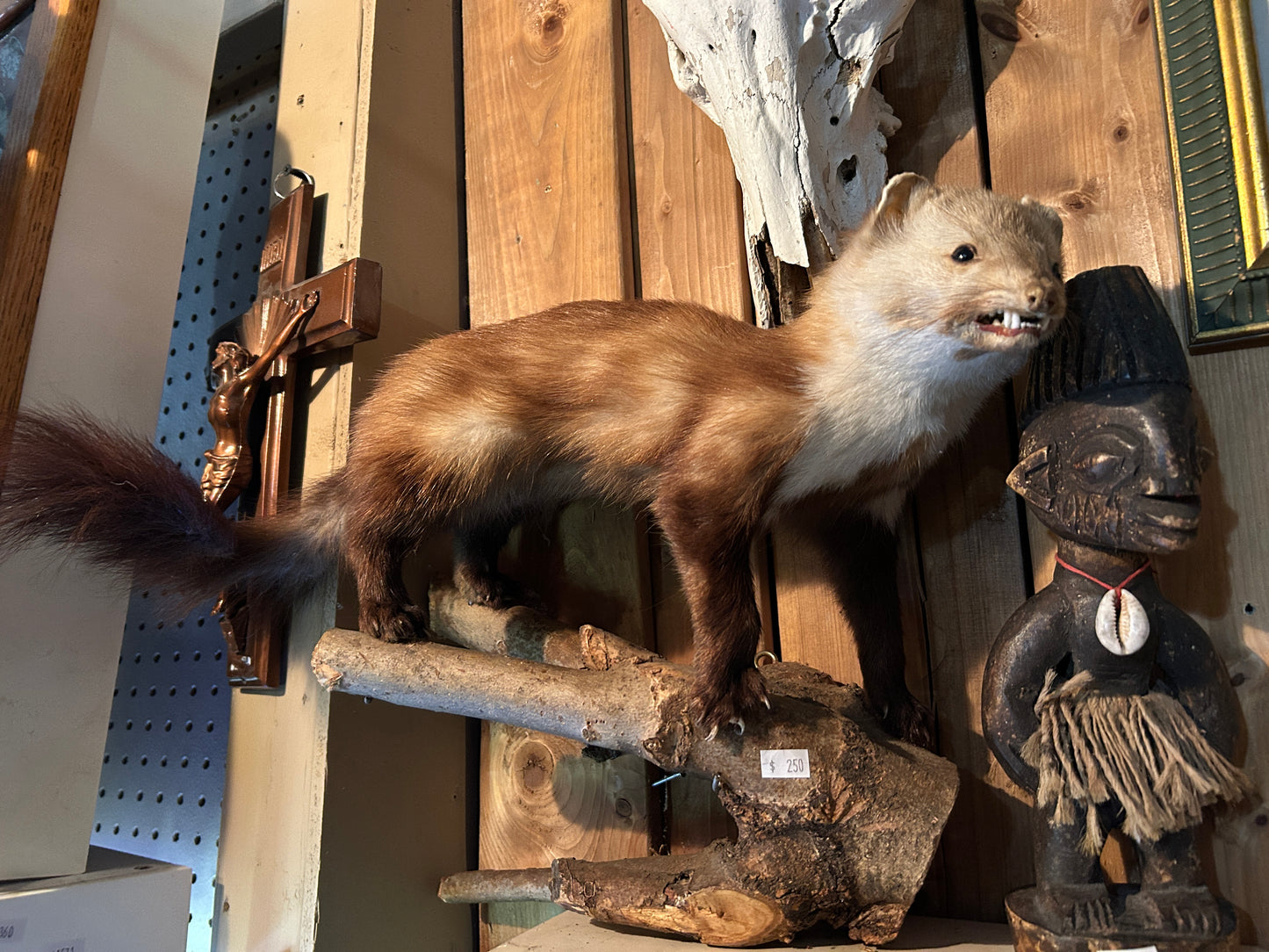 Taxidermie Fouine / belette sur bûche de bois