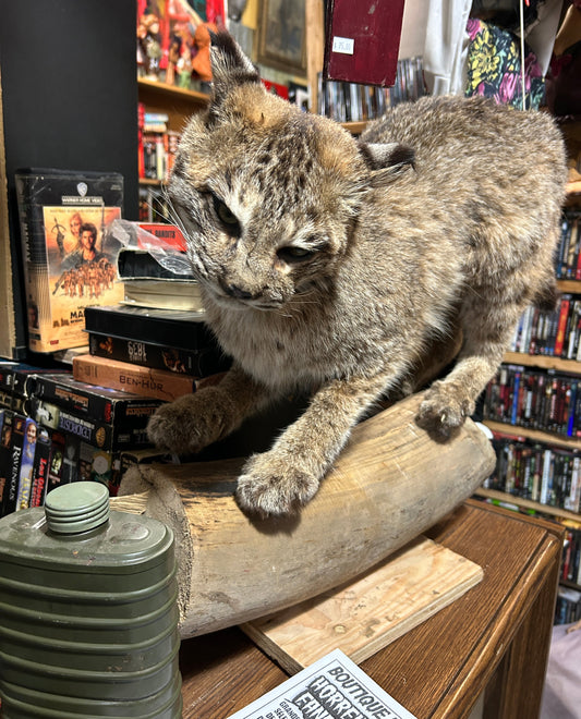 Taxidermie lynx sur une buche