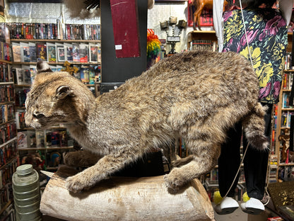 Taxidermie lynx sur une buche
