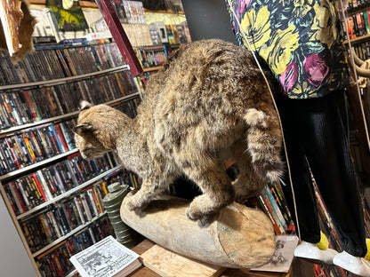 Taxidermie lynx sur une buche