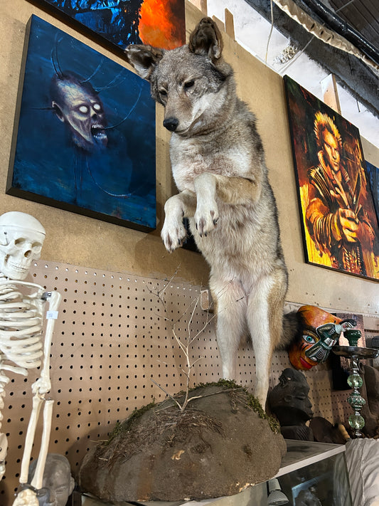 Taxidermie loup naturalisé