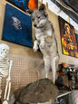 Taxidermie loup naturalisé