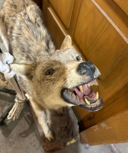Taxidermie coyote qui montre les dents