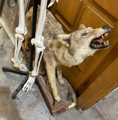 Taxidermie coyote qui montre les dents