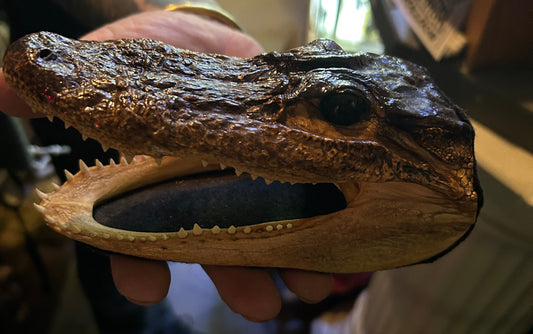 Taxidermie petite tête d'alligator naturalisée.