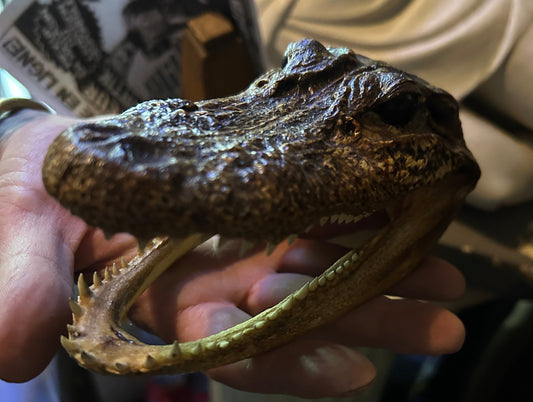 Taxidermie tête d'alligator naturalisée.
