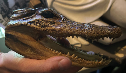 Taxidermie tête d'alligator naturalisée.