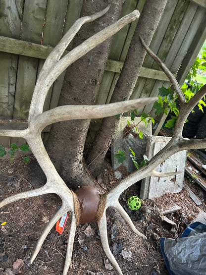 Immense panache de wapiti