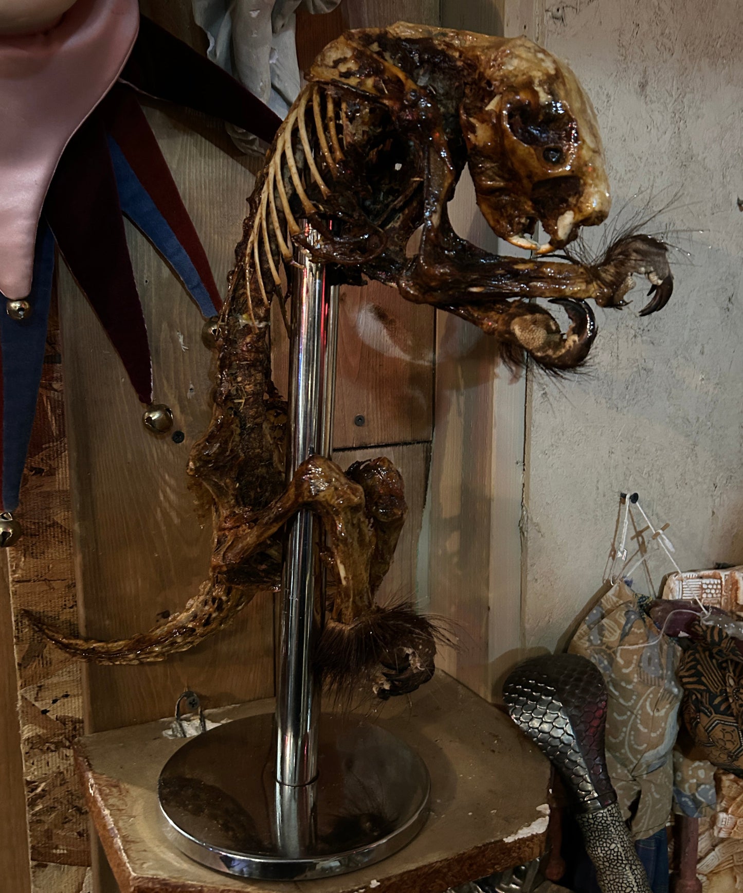 Squelette de porc-épic momifié