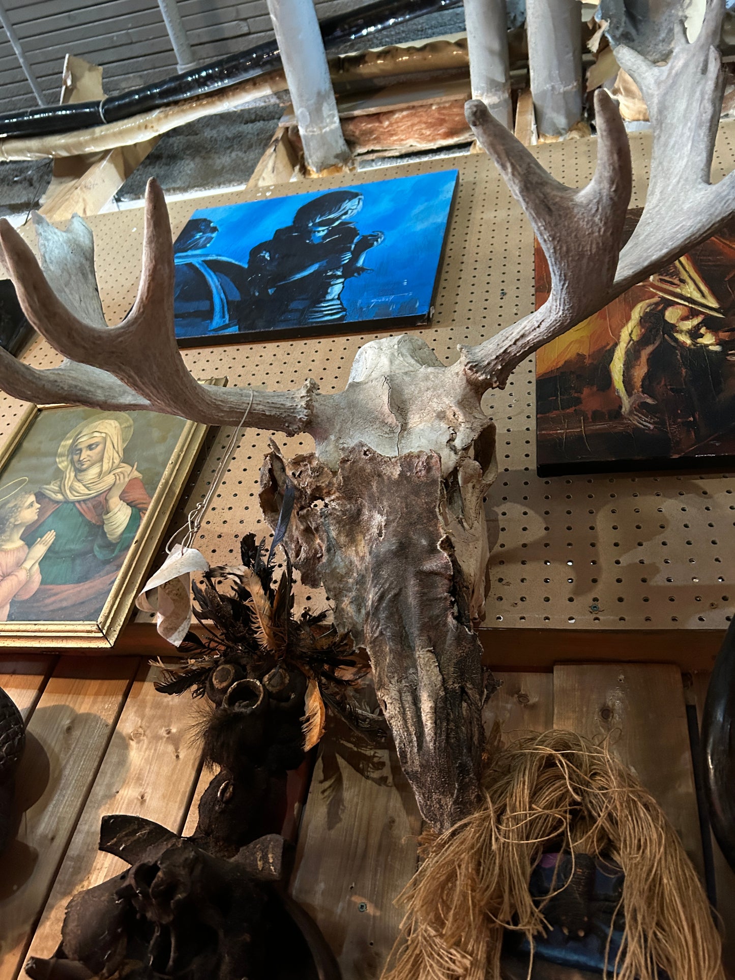 Crâne d'orignal et peau déshydratée.