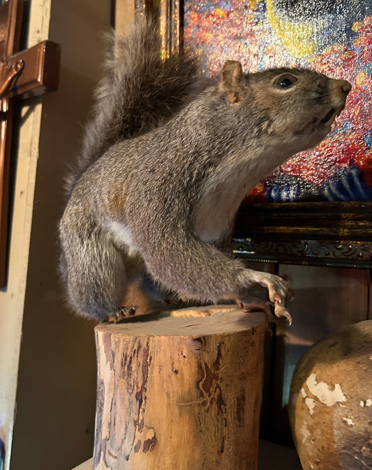 Taxidermie écureuil sur bûche de bois.