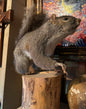 Taxidermie écureuil sur bûche de bois.