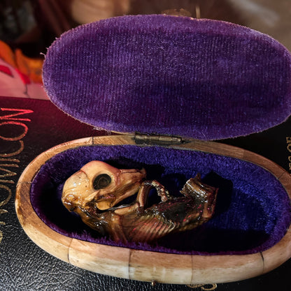 Foetus de porc momifié dans une boite antique en os