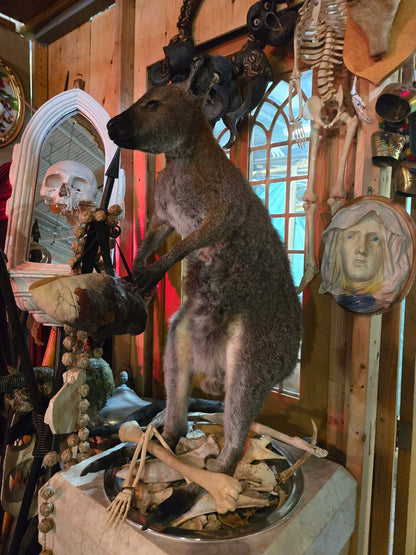 Taxidermie antique d'un kangourou