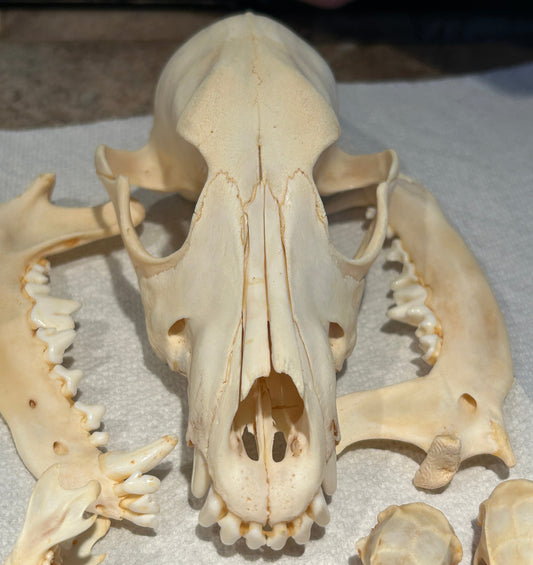 Crâne de chien complet