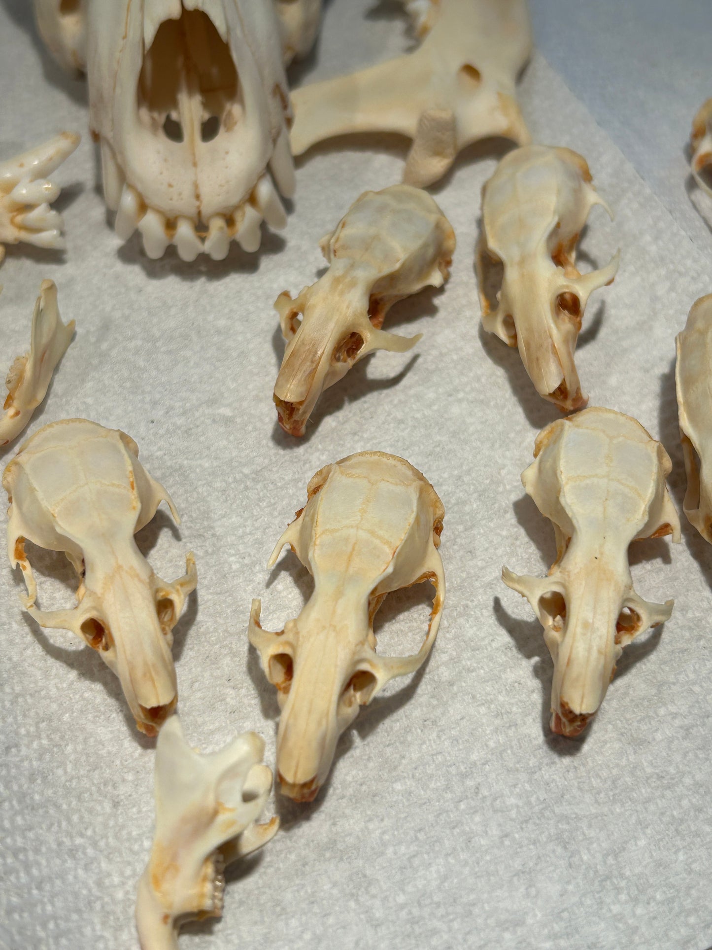 Crânes de rats