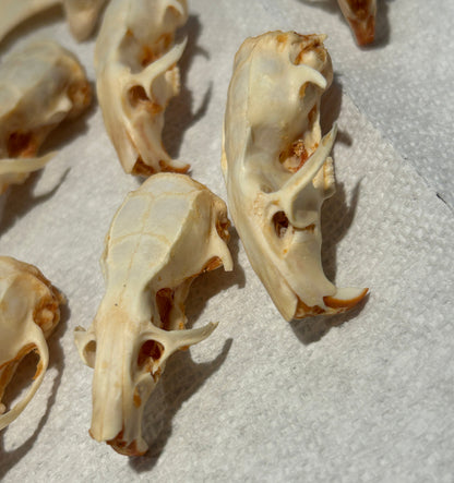 Crânes de rats
