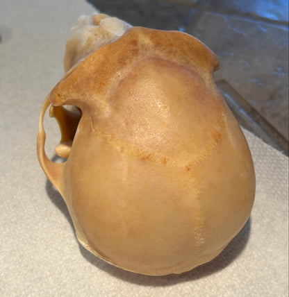 Crâne de singe recherche en laboratoire